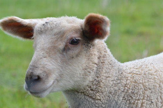 agneau en pature
