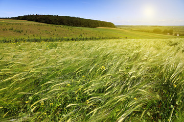 green ears of wheat