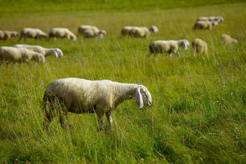 Sheep