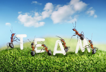 ants constructing word team with letters, teamwork
