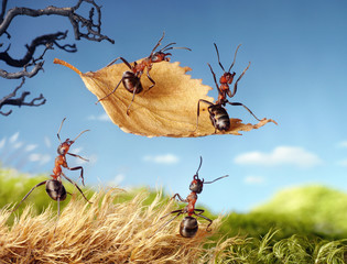ants flying on leaf, ant tales