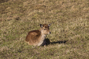 wild deer