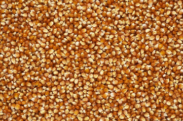 Sfondo chicchi mais scuro