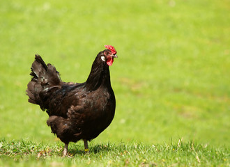 POULE