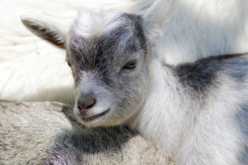 Fototapeta premium 仔山羊