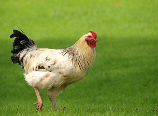 COQ