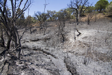 burned forest