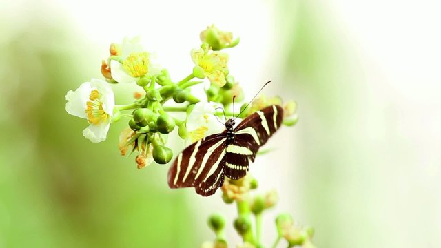 Zebrafalter (Heliconius charithonia)