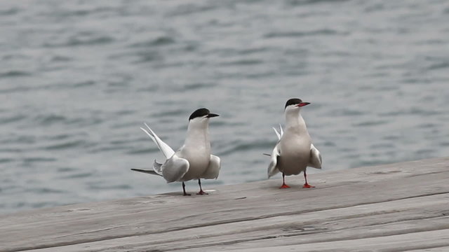 Gulls (Common Tern) sitting on the berth