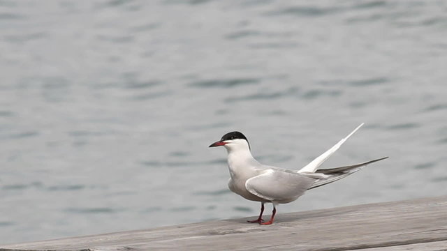 Gulls (Common Tern) sitting on the berth