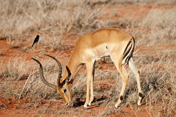 Antilope in Tsavo National Park Kenya