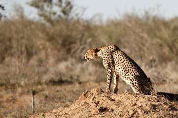 Gepard Cheetah in Tsavo National Park Kenya