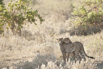 Gepard Cheetah in Tsavo National Park Kenya