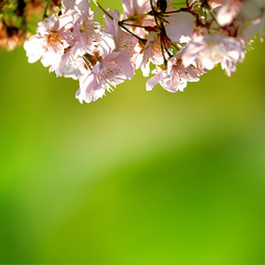 Cherry blossom