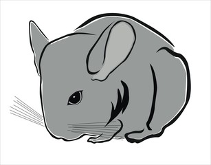 chinchilla