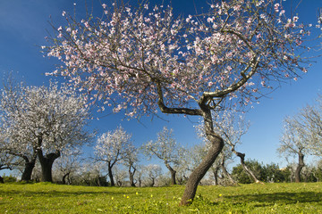 almond tree blossoms