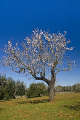 almond tree blossoms