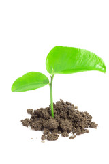 Plant with earth on white