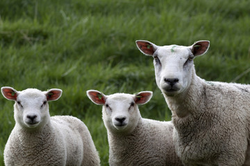 Fototapeta premium Curious lambs and mother