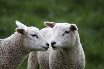 Obraz premium Cute Lambs Together in the spring