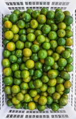 Thai kumquat