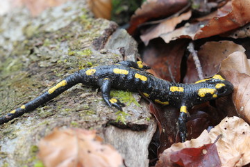 Feuersalamander im Nationalpark Kellerwald