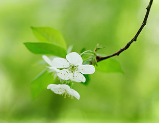Cherry flowers