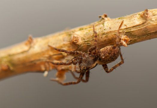 Pardosa