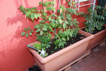 Fototapeta na wymiar vegetable garden on the terrace of a house with tomato plants