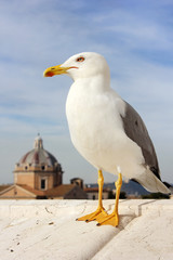 seagull on background of the cathedral in Rome. Italy.