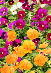 different colored flowers of pansy