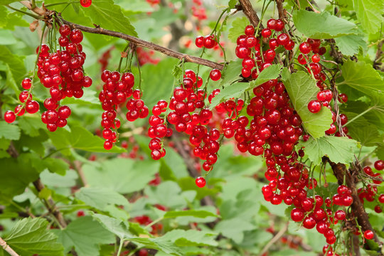 Branches of red currants in the garden