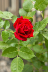 Closeup of a blooming red rose outdoors