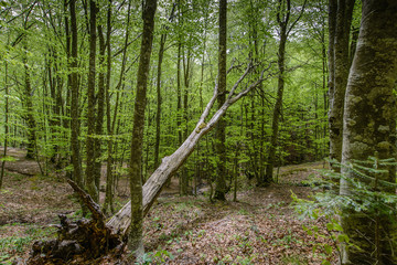 tree after lightning