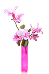 Pink Bauhinia flower  in the vase