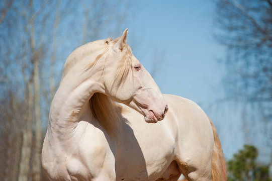 Fototapeta perlino lusitano horse with blue sky background