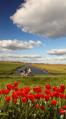 Fototapeta premium Holland landscape with red tulips against bikers