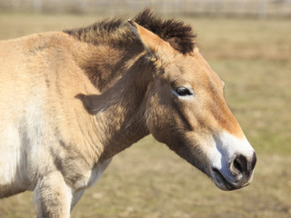 Obraz premium Portrait eines Przewalski Pferds