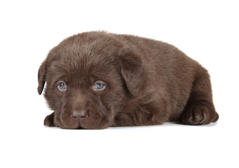 Chocolate Labrador Retriever Puppy
