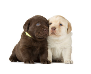 Chocolate & Chocolate Labrador Retriever Puppies