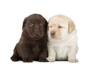 Obraz premium Chocolate & Chocolate Labrador Retriever Puppies
