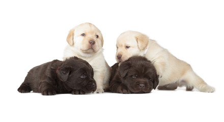 Obraz premium Five Labrador Retriever Puppies