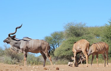Naklejka na ściany i meble Kudu Antelope Background - Curl and Twirl of Horn