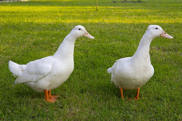 Cute white ducks
