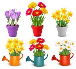 Collection of spring and summer colorful flowers in pots