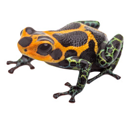 Obraz premium Isolated poison dart frog