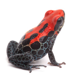 red poison dart frog isolated