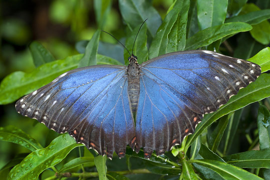 Blue Morphus butterfly