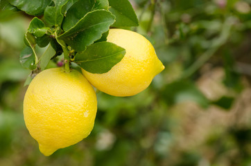 Ripe lemons