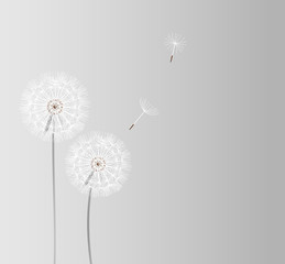 abstract dandelion background vector illustration